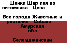 Щенки Шар пея из питомника › Цена ­ 25 000 - Все города Животные и растения » Собаки   . Амурская обл.,Селемджинский р-н